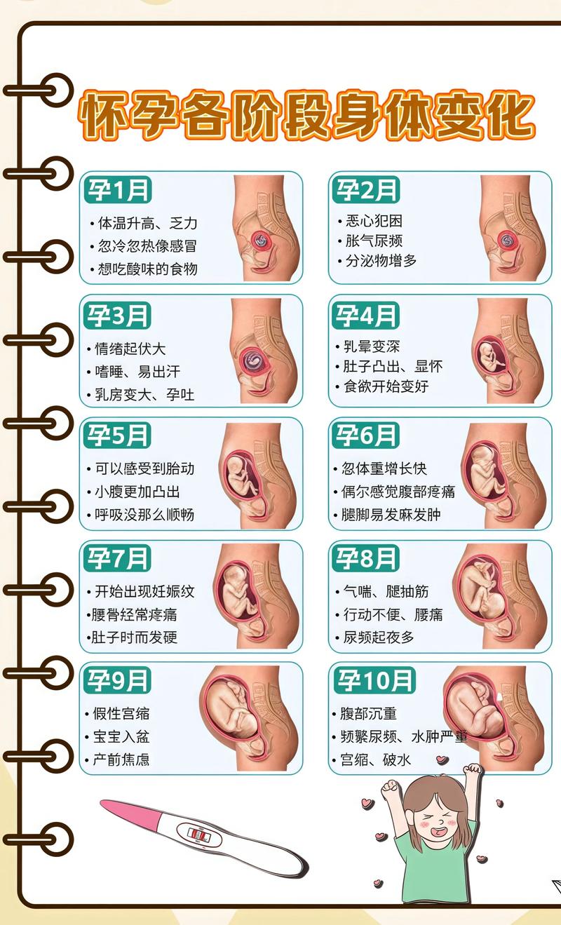 揭秘供卵代孕妈妈怀孕小腹分两节，孕期变化的奥秘乌海代生机构: